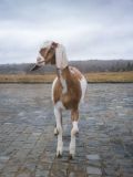Козочки англо-нубийской породы (3 фотографии)