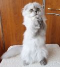 Шотландские длинношерстные котята (3 фотографии)